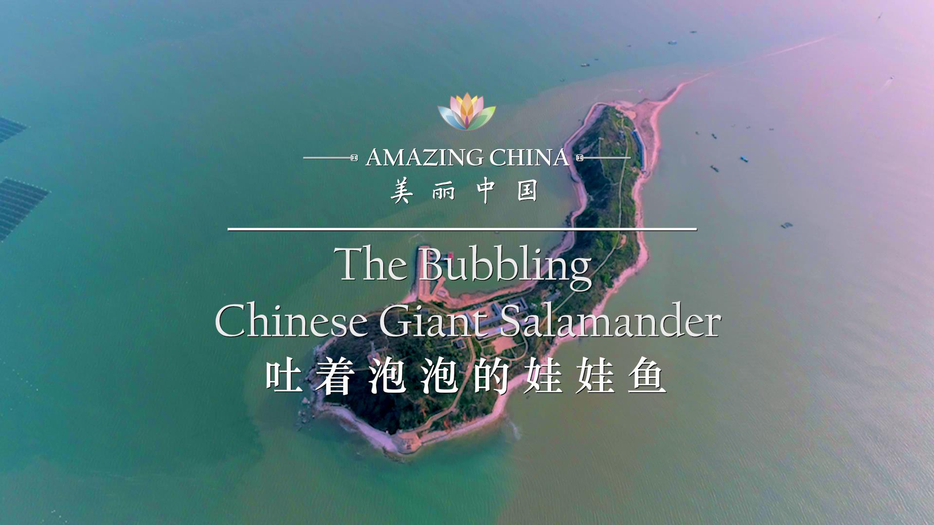 【美丽中国】吐着泡泡的娃娃鱼图片