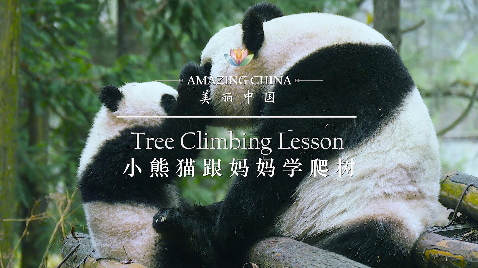 【美丽中国】小熊猫跟妈妈学爬树图片